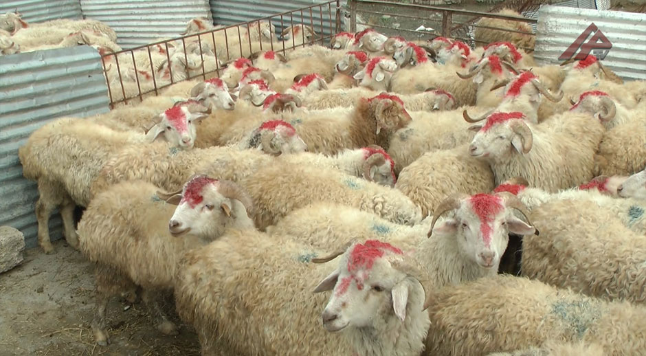 Qurban bayramı ilə əlaqədar Bakıda yarmarkalar təşkil olunacaq