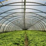 İstixana təsərrüfatları ciddi problem qarşısında: “Bunlar istehsala birbaşa mənfi təsir göstərir” – VİDEO