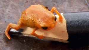 media-brezilya-devlet-baskaninin-adi-verildi-bezeye-buyuklugunde-kurbaga-kesfedildi-1755650_photogallery_20251215114758_2