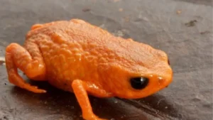 media-brezilya-devlet-baskaninin-adi-verildi-bezeye-buyuklugunde-kurbaga-kesfedildi-1755650_photogallery_20251215114758_3