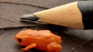 media-brezilya-devlet-baskaninin-adi-verildi-bezeye-buyuklugunde-kurbaga-kesfedildi-1755650_photogallery_20251215114758_4