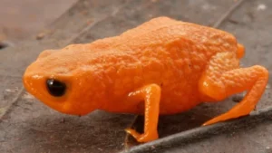 media-brezilya-devlet-baskaninin-adi-verildi-bezeye-buyuklugunde-kurbaga-kesfedildi-1755650_photogallery_20251215114758_8