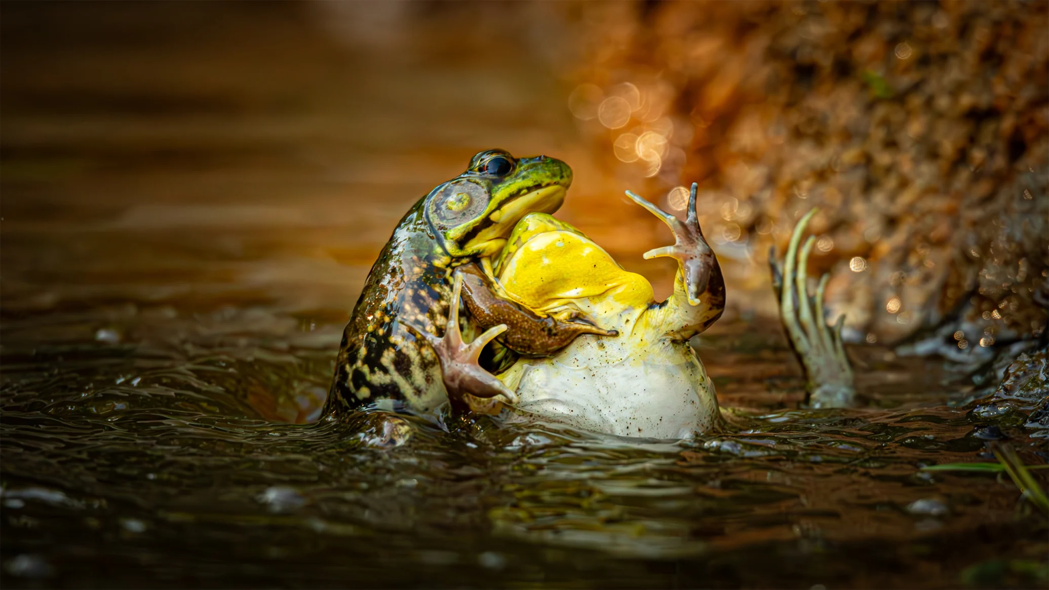 media-frog-sh-h-2071x1165