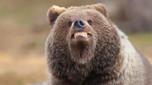 media-gullumse-cekiyorum-2025-yilinin-en-komik-vahsi-yasam-fotograflari-1757451_photogallery_20251222102911_2