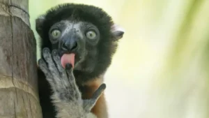 media-gullumse-cekiyorum-2025-yilinin-en-komik-vahsi-yasam-fotograflari-1757451_photogallery_20251222102912_10