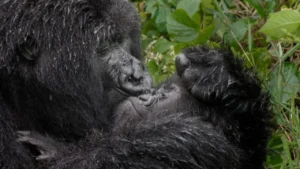 media-gullumse-cekiyorum-2025-yilinin-en-komik-vahsi-yasam-fotograflari-1757451_photogallery_20251222102912_13