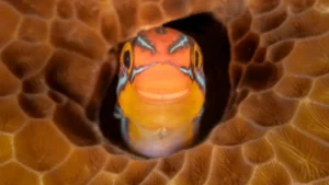 media-gullumse-cekiyorum-2025-yilinin-en-komik-vahsi-yasam-fotograflari-1757451_photogallery_20251222102912_15