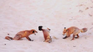 media-gullumse-cekiyorum-2025-yilinin-en-komik-vahsi-yasam-fotograflari-1757451_photogallery_20251222102912_17