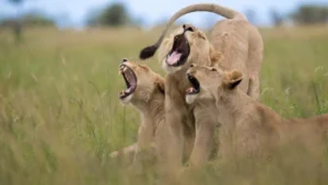 media-gullumse-cekiyorum-2025-yilinin-en-komik-vahsi-yasam-fotograflari-1757451_photogallery_20251222102912_3