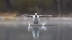 media-gullumse-cekiyorum-2025-yilinin-en-komik-vahsi-yasam-fotograflari-1757451_photogallery_20251222102912_4