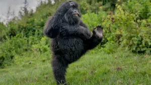 media-gullumse-cekiyorum-2025-yilinin-en-komik-vahsi-yasam-fotograflari-1757451_photogallery_20251222102912_6