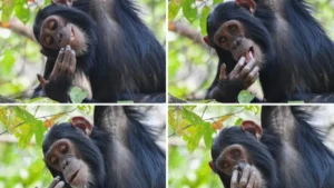 media-gullumse-cekiyorum-2025-yilinin-en-komik-vahsi-yasam-fotograflari-1757451_photogallery_20251222102912_7