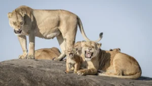 media-gullumse-cekiyorum-2025-yilinin-en-komik-vahsi-yasam-fotograflari-1757451_photogallery_20251222102912_9