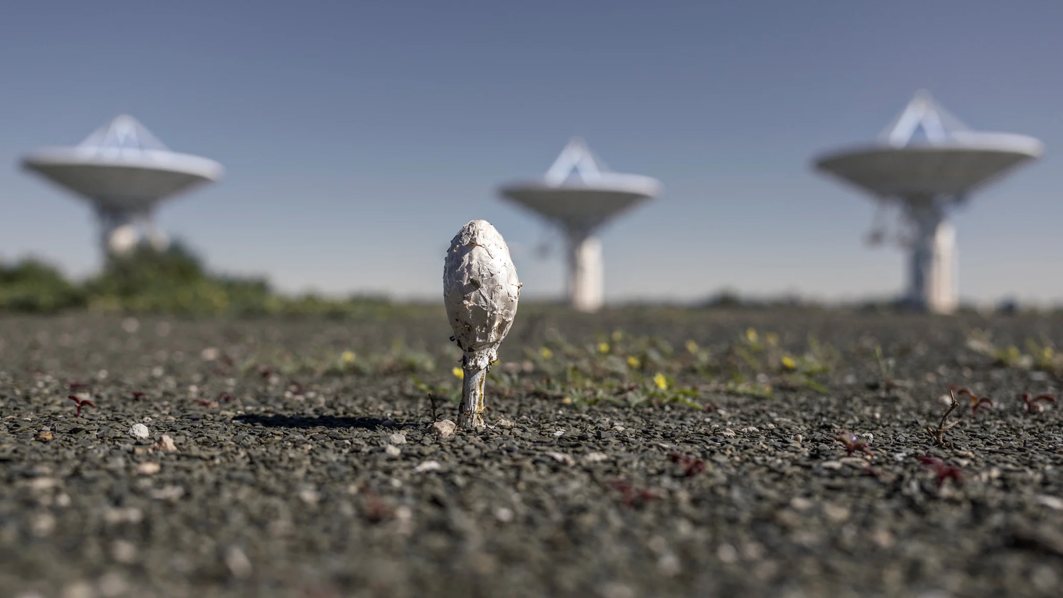 media-mushroom-sh-h-2076x1168