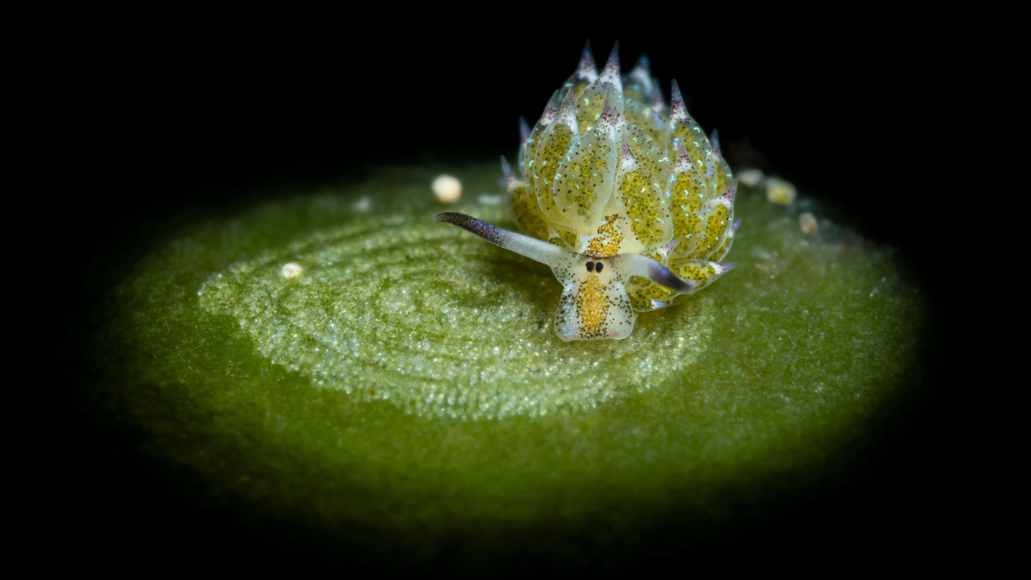 media-nudibranch-sh-h-2078x1169
