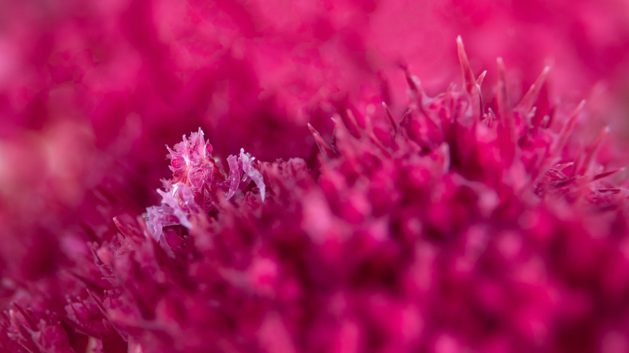 media-pinkcrab-sh-h-2093x1177