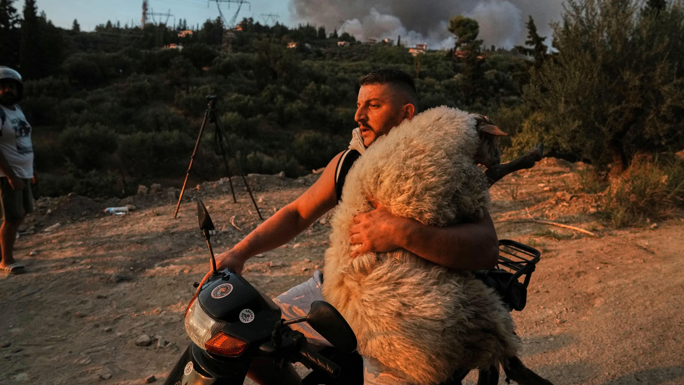 media-sheep-sh-h-2260x1271