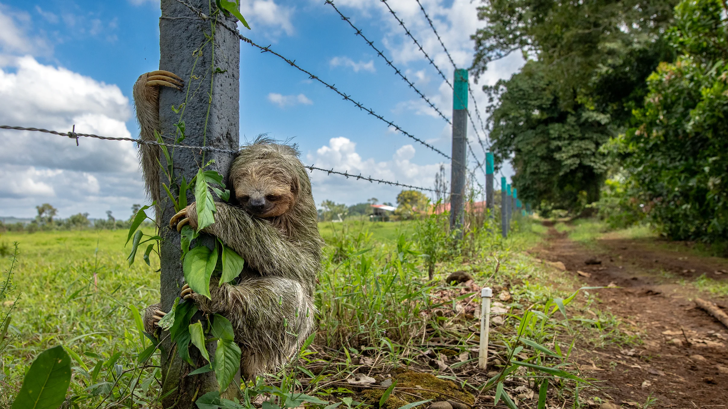 media-sloth-sh-h-2414x1358