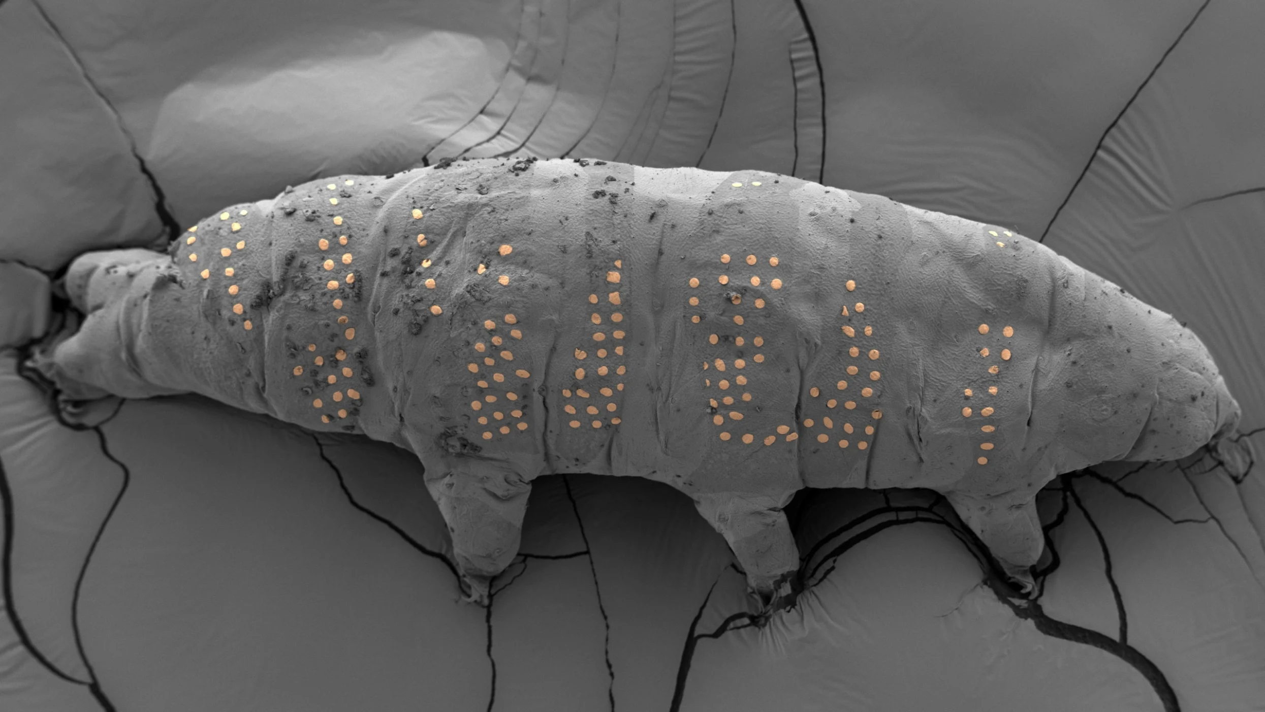 media-waterbear-sh-h-2490x1401