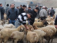 Qurbanı ancaq bu məntəqələrdə kəsdirə biləcəksiniz – Rəsmi