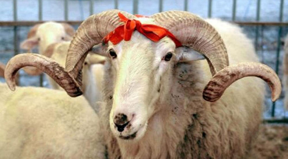 Qurban Bayramını necə qeyd etməli: Qurbanı kim və necə kəsməli?