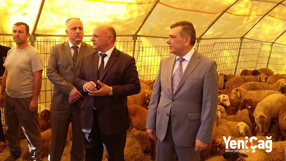 Nazir müavini Qurban bayramı yarmarkasında – FOTOLAR