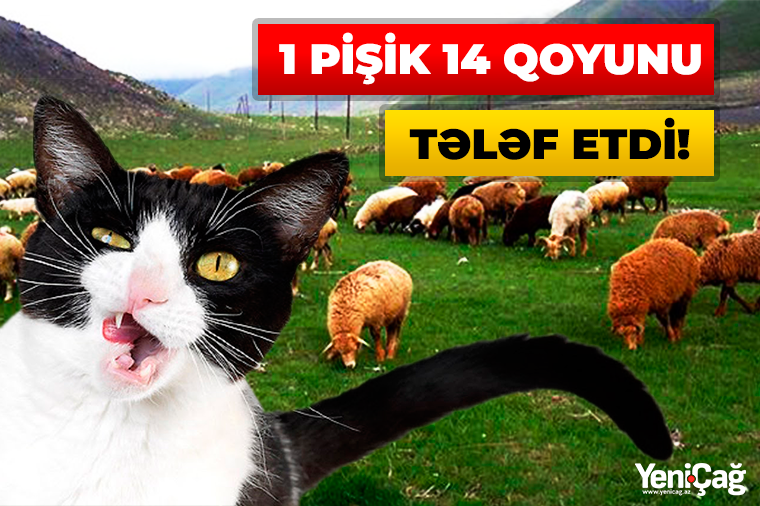 Bir pişik 14 qoyunun ölümünə səbəb oldu