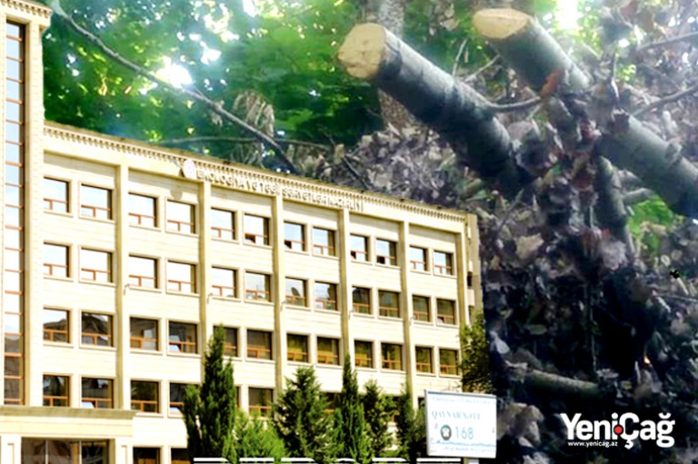 Taxta yeşik biznesi – Xaçmazda meşələrə qarşı “soyqırım” – FOTOLAR